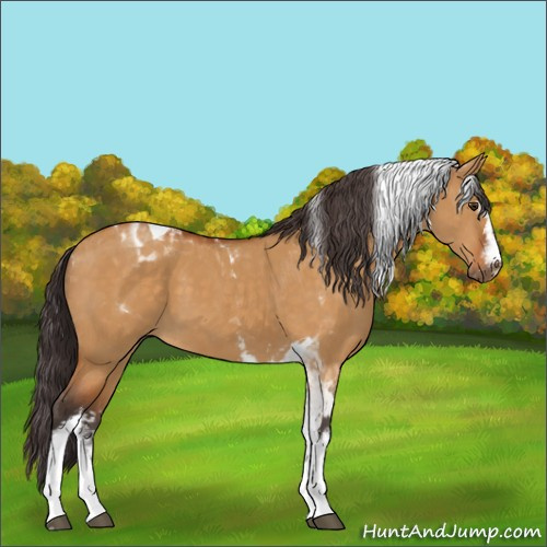 Horse Color:White Spotted Buckskin Dun Tobiano 