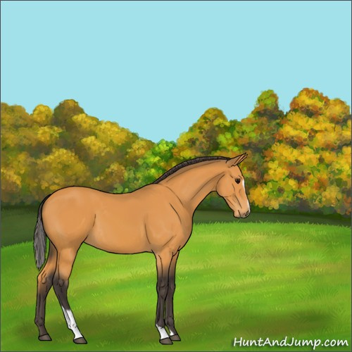 Horse Color:Buckskin Sabino 