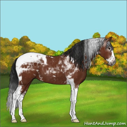 Horse Color:Gray White Spotted Buckskin Splash Tobiano 