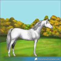 Horse Color:Gray Liver Chestnut Tobiano