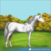 Horse Color:Gray Liver Chestnut Tobiano 