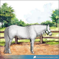 Horse Color:Gray Liver Chestnut Tobiano 