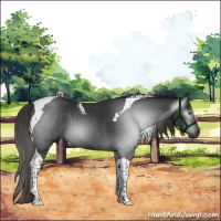 Horse Color:Gray Liver Chestnut Tobiano