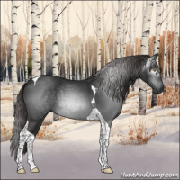 Horse Color:Gray Liver Chestnut Tobiano 