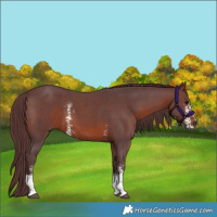 Horse Color:Chocolate Brown Sabino 