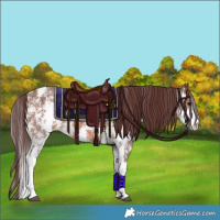 Horse Color:Chocolate Brown Sabino 