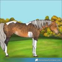 Horse Color:Silver Buckskin Tobiano 