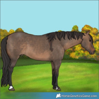 Horse Color:Brown Dun 