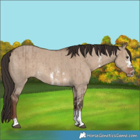 Horse Color:Liver Red Dun Sabino Brindle 