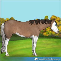Horse Color:Liver Red Dun Splash 