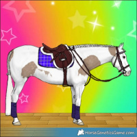 Horse Color:Silver Grullo Splash Tobiano Rabicano
