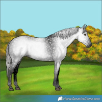 Horse Color:Gray Void Chocolate Palomino Appaloosa 