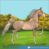Horse Color:Chocolate Palomino Pearl Rabicano 