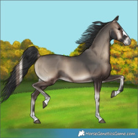Horse Color:Blue Onyx Rabicano 