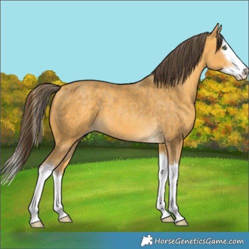 Horse Color:Amber Cream Champagne Splash 