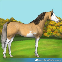 Horse Color:Amber Cream Champagne Splash 