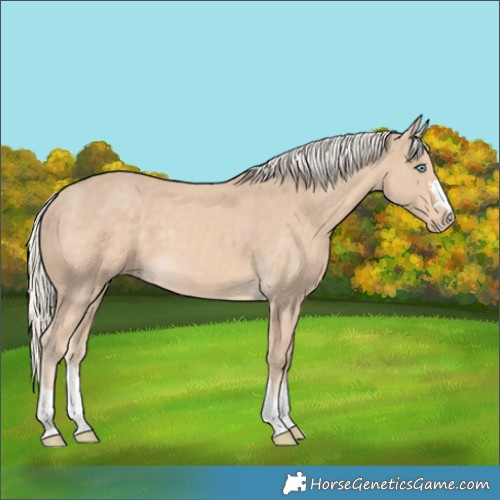 Horse Color:Cremello