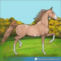 Horse Color:Gold Champagne