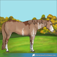 Horse Color:White Spotted Red Dun 