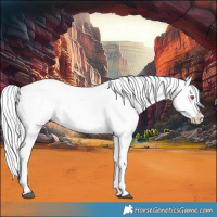 Horse Color:Silver Grullo Chinchilla Appaloosa 