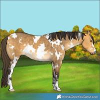 Horse Color:White Spotted Buckskin Dun 