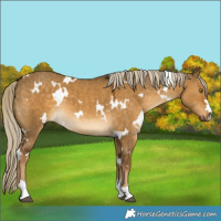Horse Color:White Spotted Chocolate Palomino Dun 