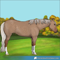 Horse Color:Silver Grullo