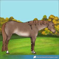Horse Color:Liver Red Dun 