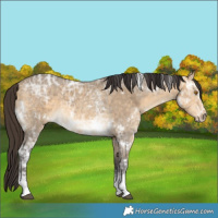 Horse Color:White Spotted Buckskin Ice Dun Sabino 