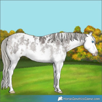 Horse Color:White Spotted Liver Chestnut Mushroom Sabino Splash 