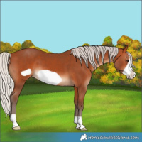 Horse Color:Silver Bay Frame