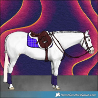 Horse Color:Chocolate Palomino Roan Splash Tobiano Appaloosa 