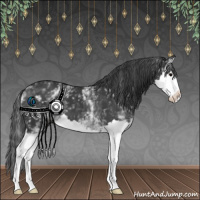 Horse Color:White Spotted Black Splash 