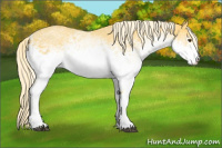 Horse Color:White Spotted Palomino