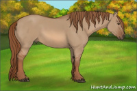 Horse Color:Red Dun Rabicano