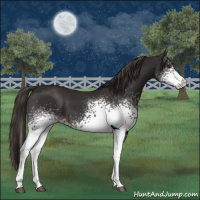 Horse Color:White Spotted Liver Chestnut