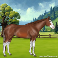 Horse Color:Chestnut Splash 