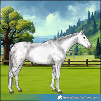 Horse Color:Gray Bay Tobiano Appaloosa Rabicano 