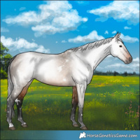 Horse Color:Gray White Spotted Bay Dun Rabicano 