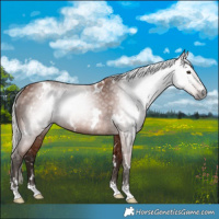 Horse Color:Gray White Spotted Silver Bay Rabicano 