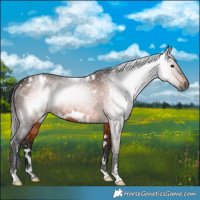 Horse Color:Gray White Spotted Bay Rabicano 