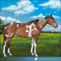 Horse Color:White Spotted Bay Tobiano