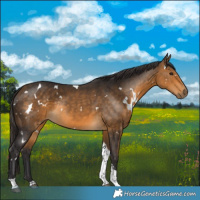Horse Color:White Spotted Buckskin Tobiano Rabicano