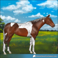 Horse Color:Silver Brown Tobiano