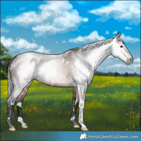 Horse Color:Gray White Spotted Bay Roan Rabicano
