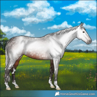 Horse Color:Gray White Spotted Silver Bay