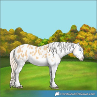 Horse Color:Palomino Dun Splash Appaloosa 