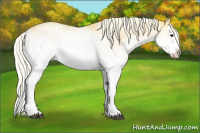 Horse Color:White Spotted Palomino Splash 