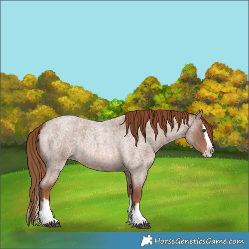 Horse Color:Red Roan Splash 