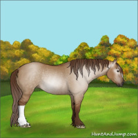 Horse Color:Gray Red Dun Rabicano 